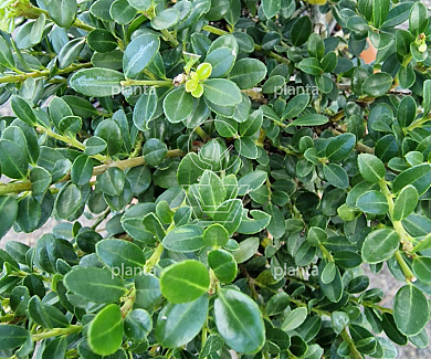 bonsaivorm, 100 tot 125 cm hoog, in pot