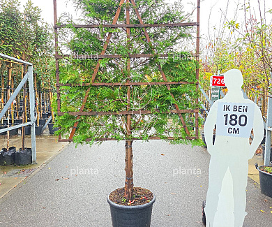  60ST, 20-25, CONT, LEI 150X150