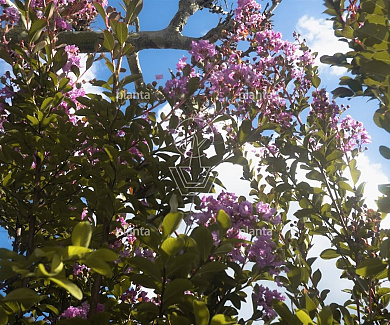 200-250, CONT, MRSTAM, SOL