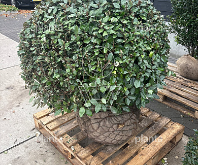 bol, diameter 100 tot 120 cm, draadkluit