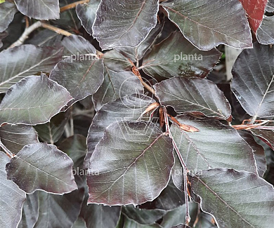 bol, diameter 90 tot 100 cm, draadkluit