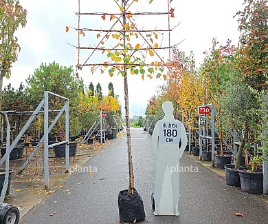 leiboom stam 200 cm hoog en omtrek 14-16cm, rek 150x120cm, in pot