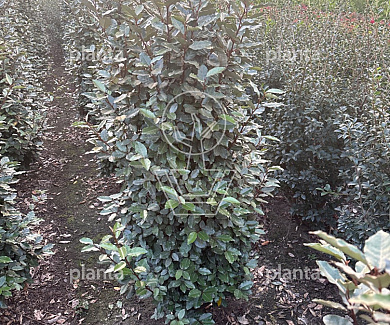 160 tot 180 cm hoog, met kluit, extra zwaar vertakt