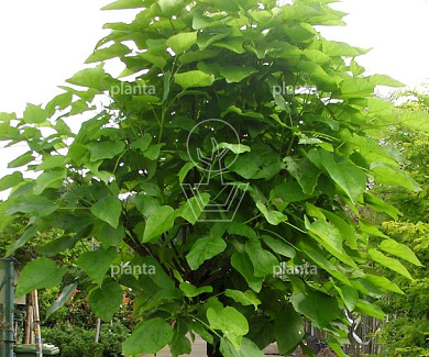 Hoogstamboom, stam 220 cm hoog, stamomtrek 16 tot 18cm, in pot