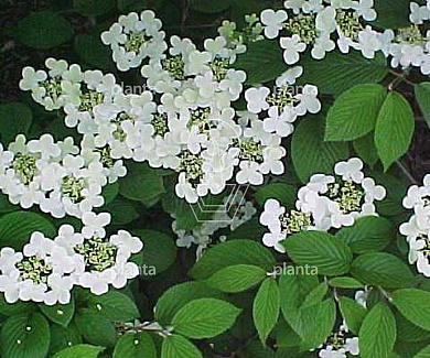 Viburnum plicatum