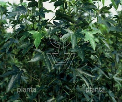 laag vertakte boom, stamomtrek 14-16 cm, draadkluit