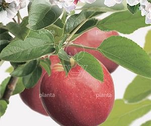  50ST, 14-16, DR, LEI 150X150, 5 ETA, MJR