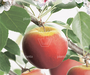  16-18, DR, LEI 150x120