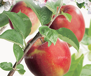  50ST, 16-18, DR, LEI 150X150, 5 ETA, MJR