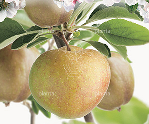  50ST, 18-20, DR, LEI 150X150, 5 ETA, MJR