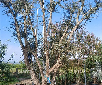 500-600 hoog, meerstammig, solitair, in pot