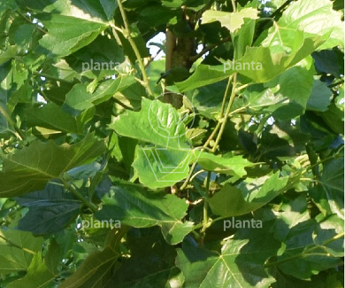 dakboom, stam 240 cm, omtrek 12-14 cm, stervormig rek, pot