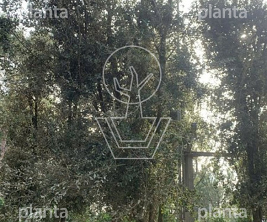 500-600, CONT, MRSTAM, SOL