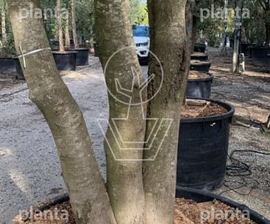 500-600 hoog, meerstammig, solitair, in pot