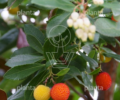 150-175, CONT, MRSTAM