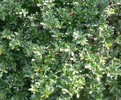 100-125, CONT, BONSAI