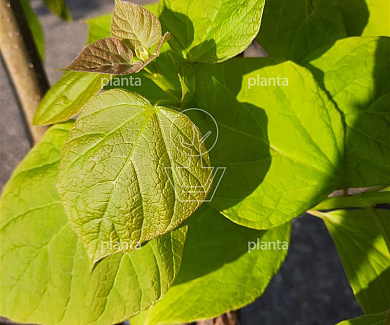 hoogstamboom, stamomtrek 16-18 cm, in pot