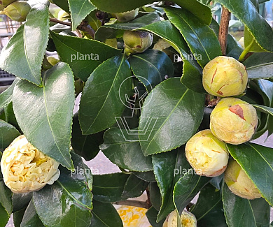 halfstamboom, pot 25 liter