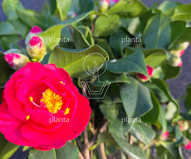 halfstamboom, pot 25 liter