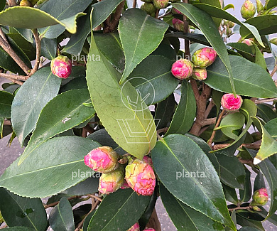 halfstamboom, pot 25 liter