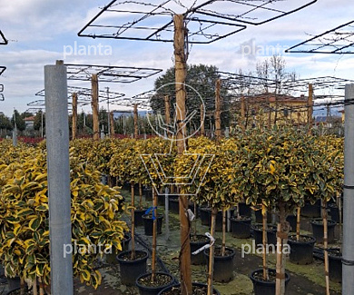 Dakvorm, stam 220cm hoog, rek 150 x 150cm, in pot