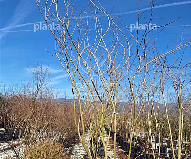 300 tot 350 cm hoog, meerstammig, in pot