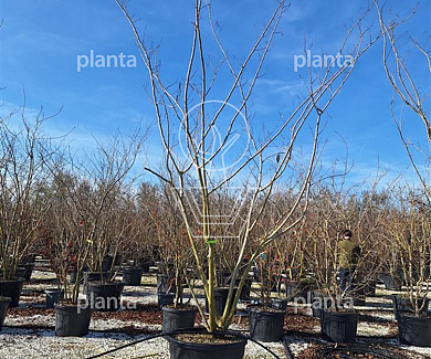 350-400, CONT, MRSTAM