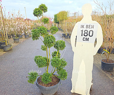 pompon, 150 tot 175 cm hoog, in pot