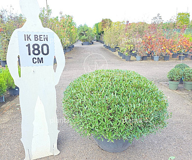 platte bol, diameter 80 tot 90 cm, in pot
