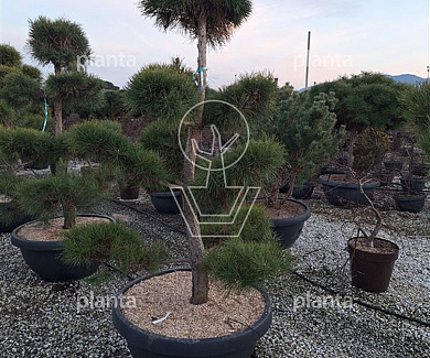 Bonsaivorm, 160 tot 180cm hoog, in pot