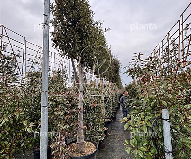 200ST, 30-35, CONT, LEI 180x180