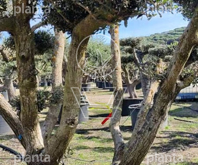 bonsaivorm, 150 tot 175 cm hoog, meerstammig, in pot