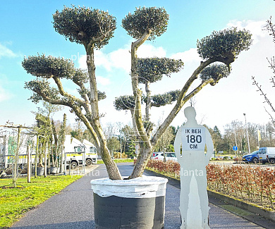 bonsaivorm, 200 tot 250 cm hoog, meerstammig, in pot