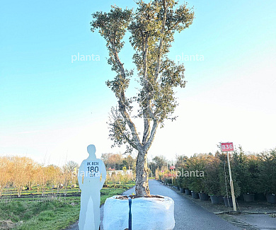 solitaire plant, 450 tot 500 cm hoog, in pot