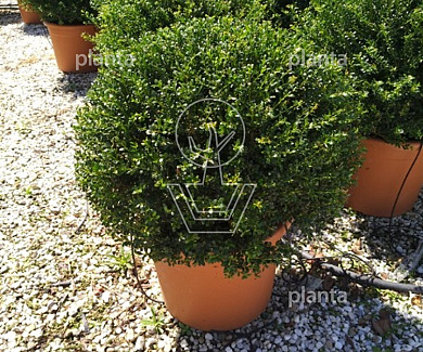 bol, diameter minimaal 70 cm, in pot