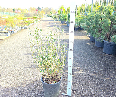 60 tot 80 cm hoog, pot 10 liter