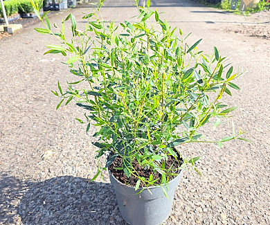 40 tot 50 cm hoog, pot 5 liter