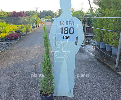 100 tot 125 cm hoog, pot 12 liter