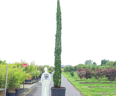 550 tot 600 cm hoog, in pot