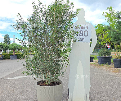 solitaire plant, 120-150 cm hoog, pot 45 liter