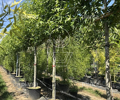 leiboom stam 190cm hoog en omtrek 20-25cm, rek 180x180cm, in pot