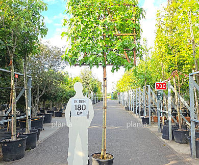 leiboom stam 180 cm hoog en omtrek 10-12cm, rek 120x120cm, in pot