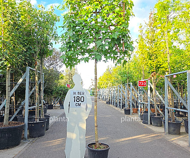 leiboom stam 200 cm hoog en omtrek 10-12cm, rek 120x120cm, in pot