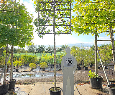 leiboom stam 200 cm hoog en omtrek 14-16cm, rek 120x120cm, in pot