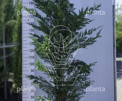 200 tot 250 cm hoog, pot 20 liter