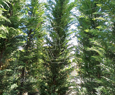 450 tot 500 cm hoog, in pot