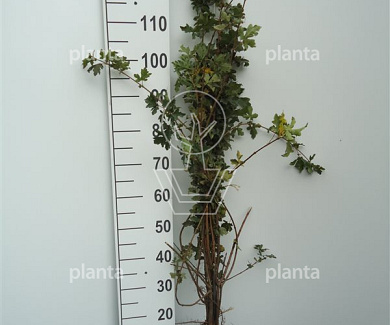 60-100cm hoog, 2jarig wortelgoed, per 25, prijs/stuk