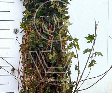 80-120cm hoog, 2jarig wortelgoed, per 25, prijs/stuk