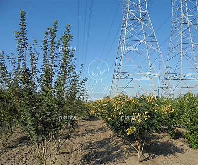 300 tot 350 cm hoog, meerstammig, draadkluit