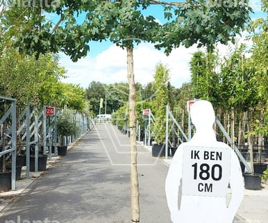 hoogstam leiboom, stamomtrek 12-14 cm, rek 150x120cm, in pot